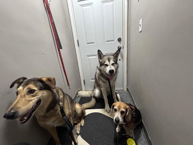 Three dogs together at the door after a walk