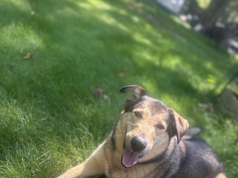 A dog lying in the sun on the grass during a walk