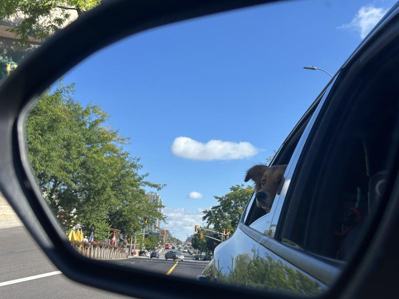 A dog looking out of the car window on a pet taxi trip