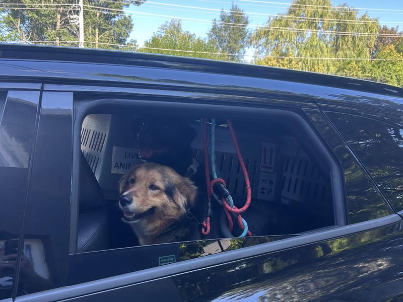 A dog riding safely in the car during pet transport