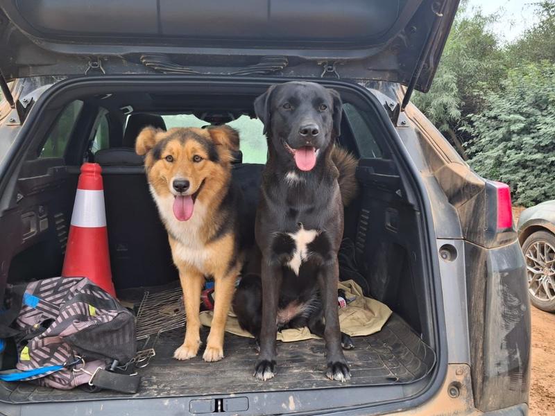 Two dogs ready to go in the back of the car