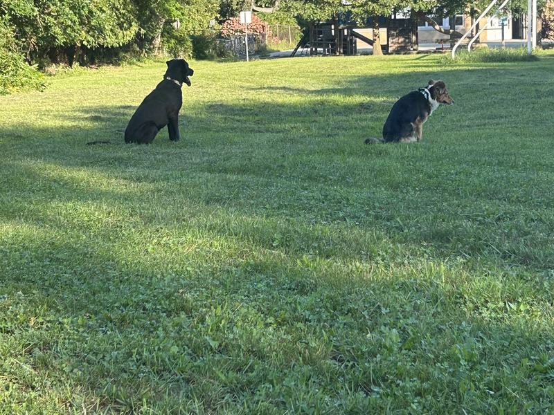 Two dogs on a walk in a Mississauga park